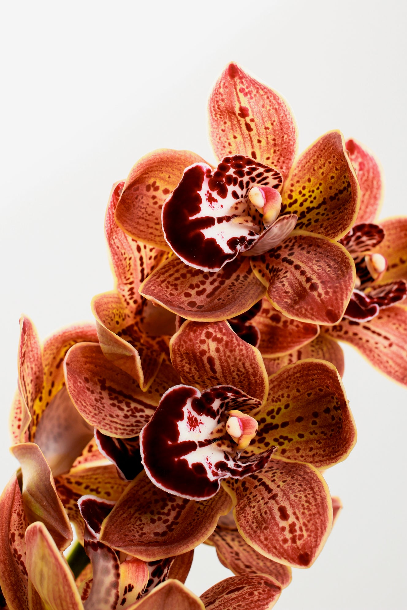 Ramble Flowers Caulfield North Florist