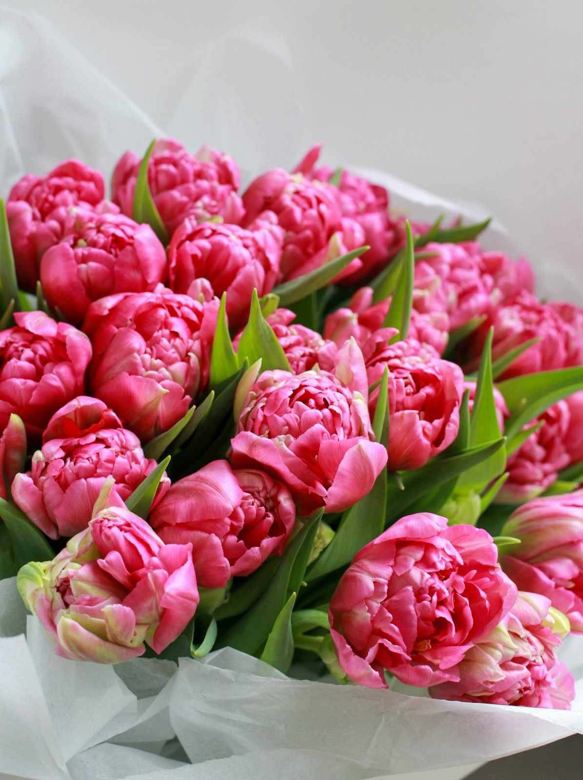A closeup of a bouquet of bright pink double tulips